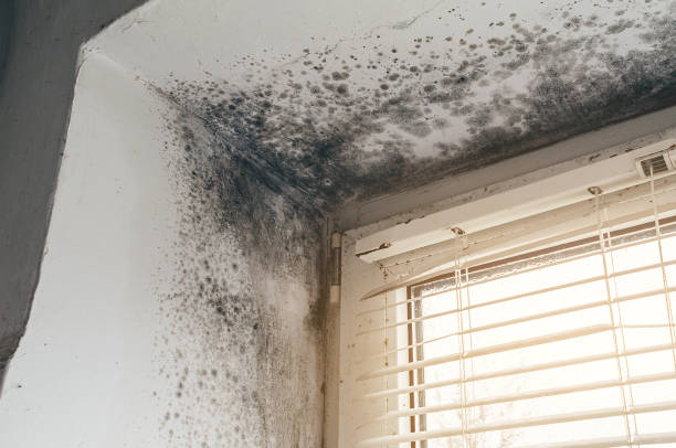Affordable Mold Cleanup solutions in Mount Savage, MD